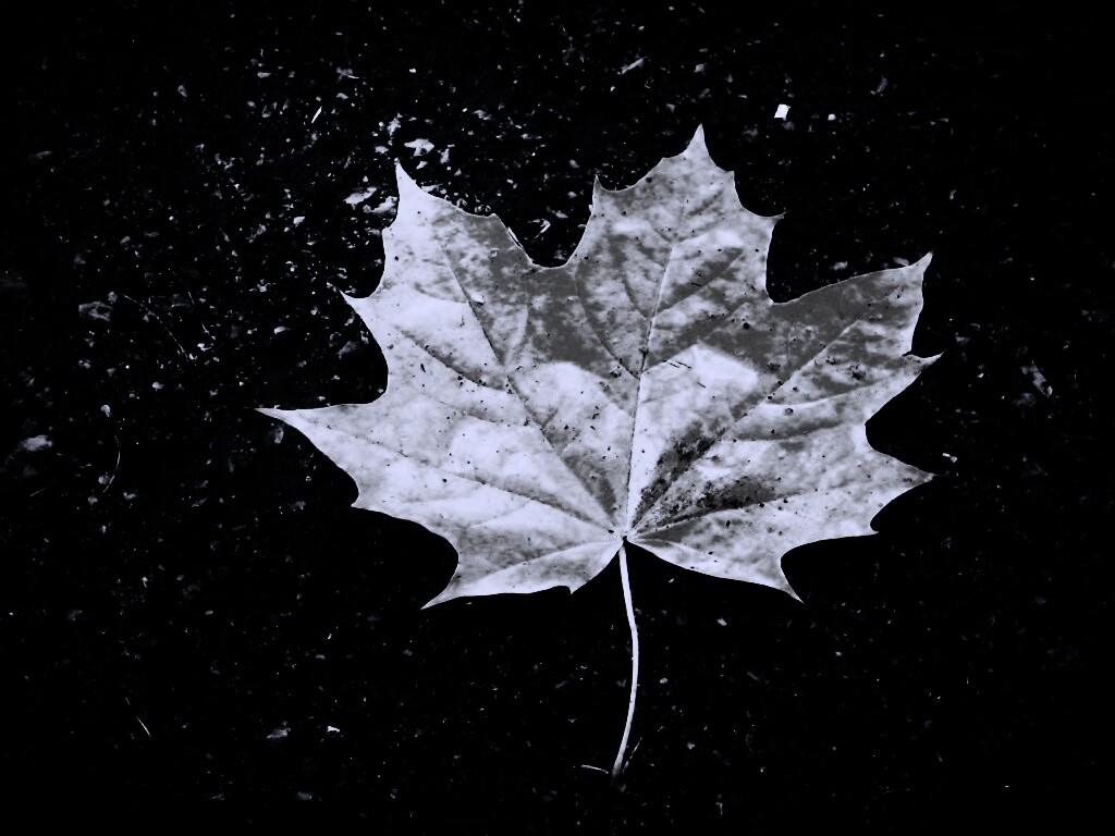 Желтый лист обои