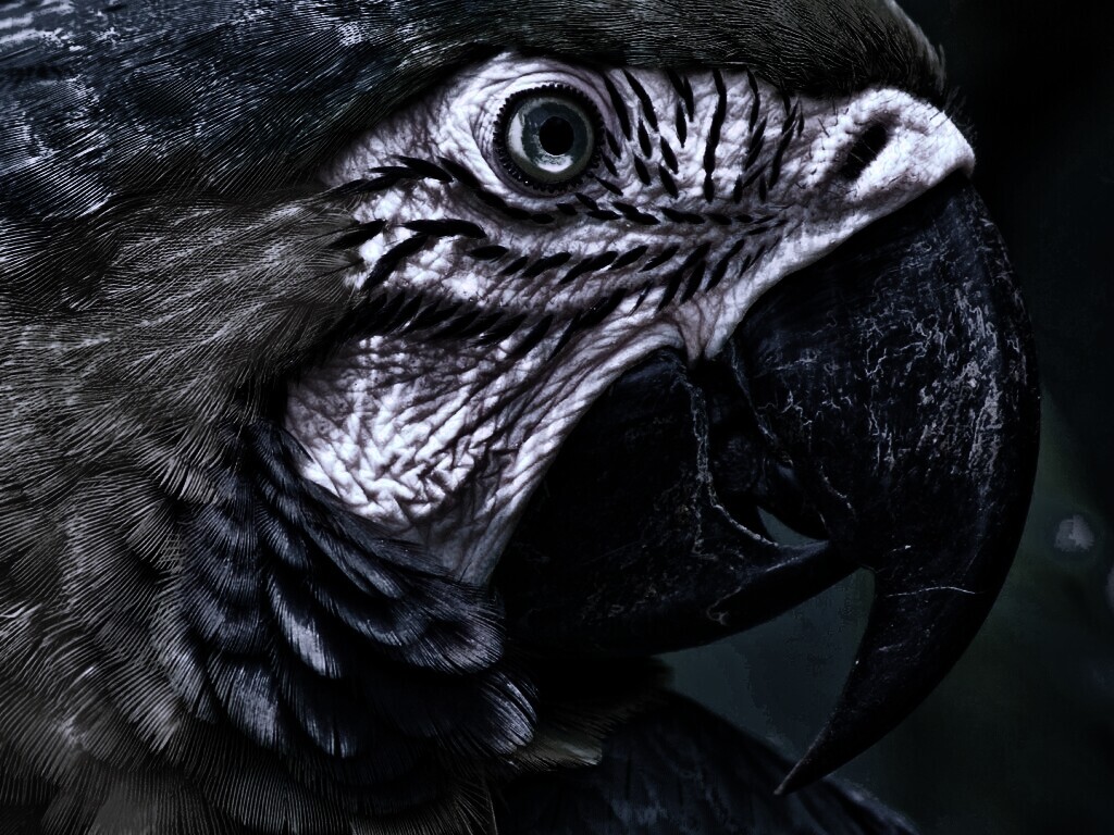 Попугай обои