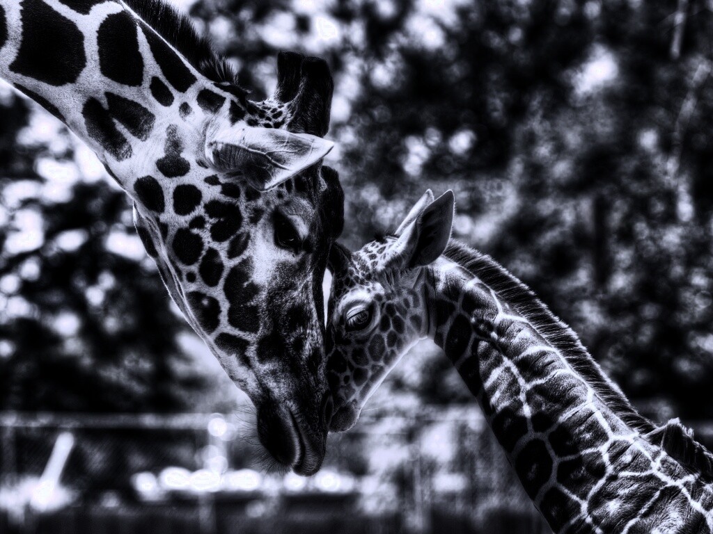 Жирафа и жирафёнок обои