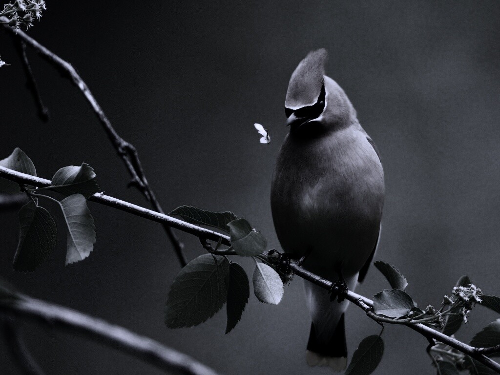 Оранжевая птичка обои