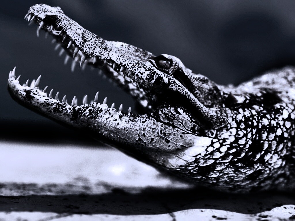 Крокодил разинул пасть обои