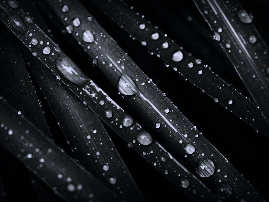 Капли на траве обои