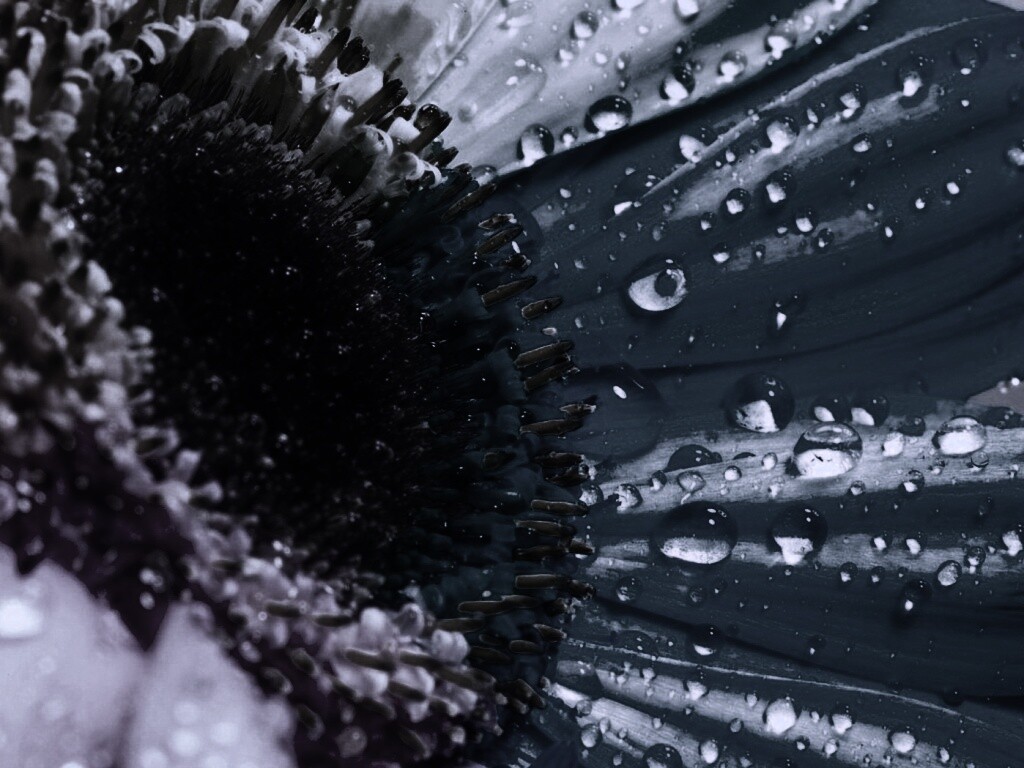 Цветик семицветик обои