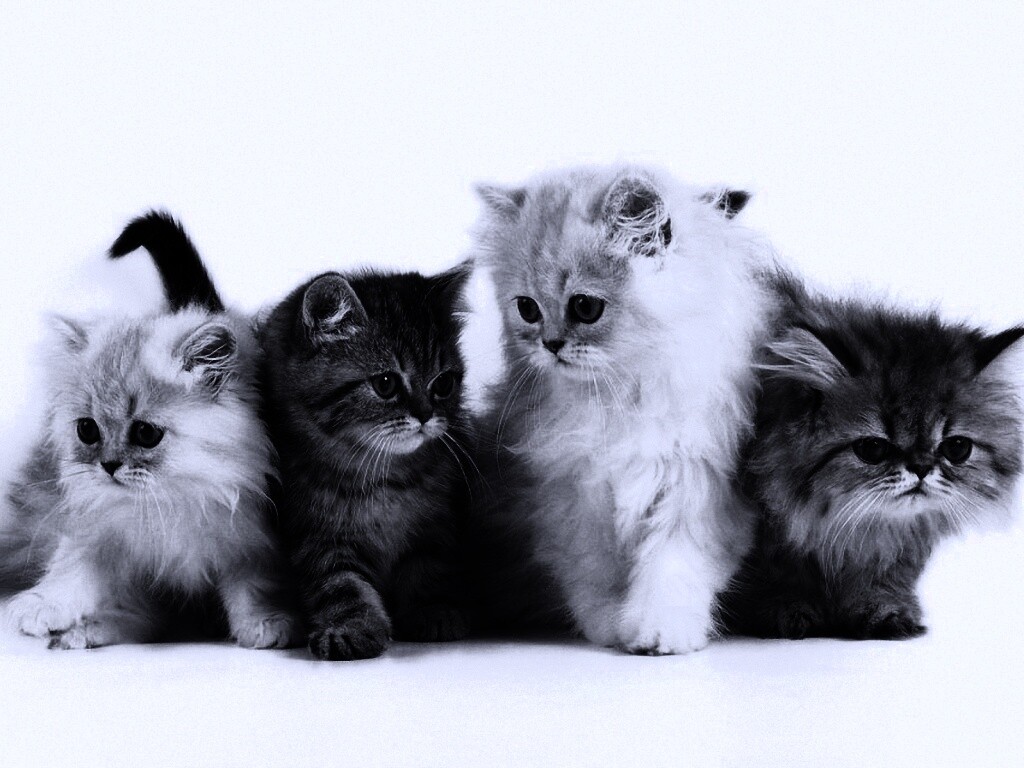 Пушистые друзья обои