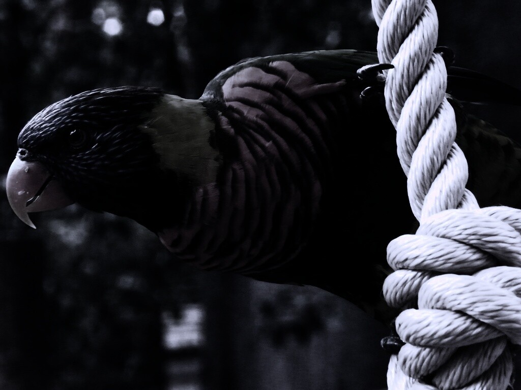 Попугай на канате обои