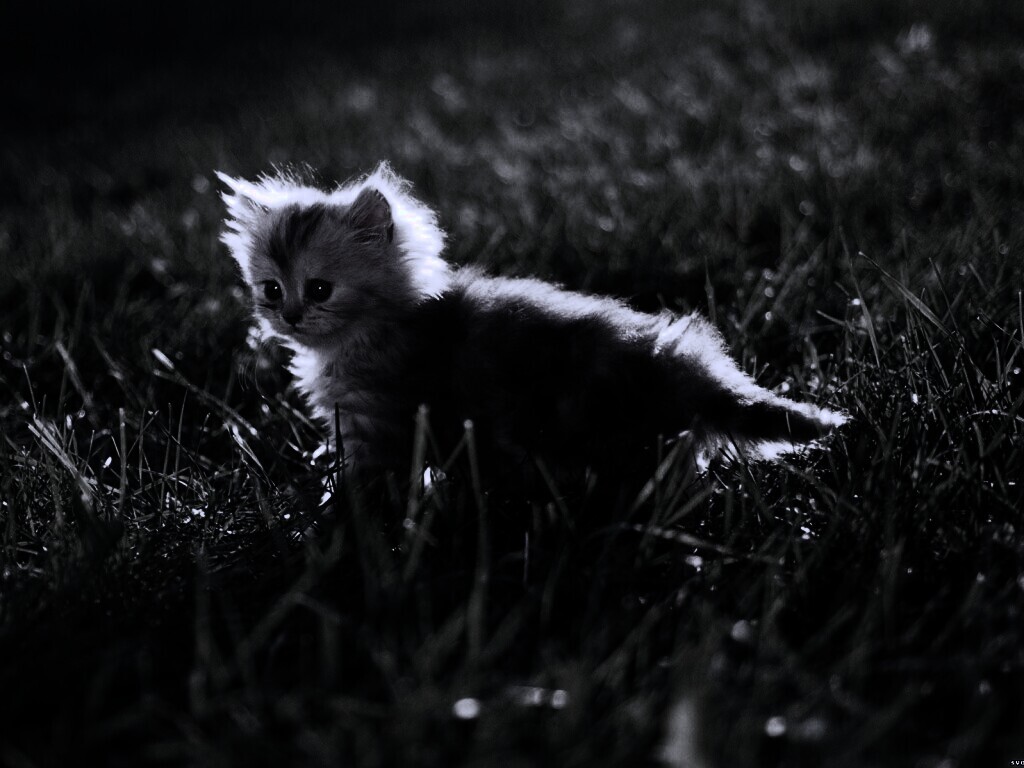 Котёнок в траве обои
