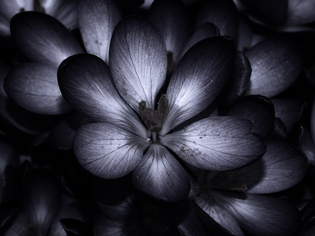 Сиреневый цветок обои