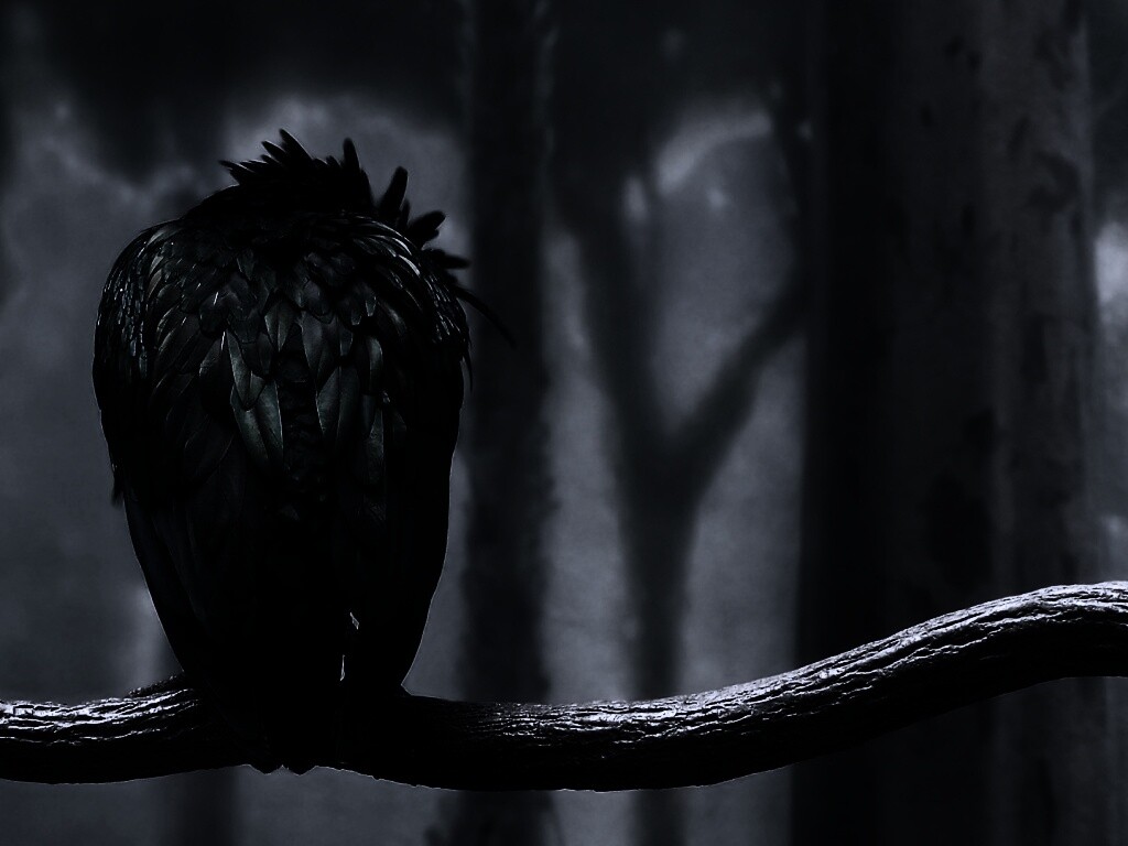 Птица спит на ветке обои