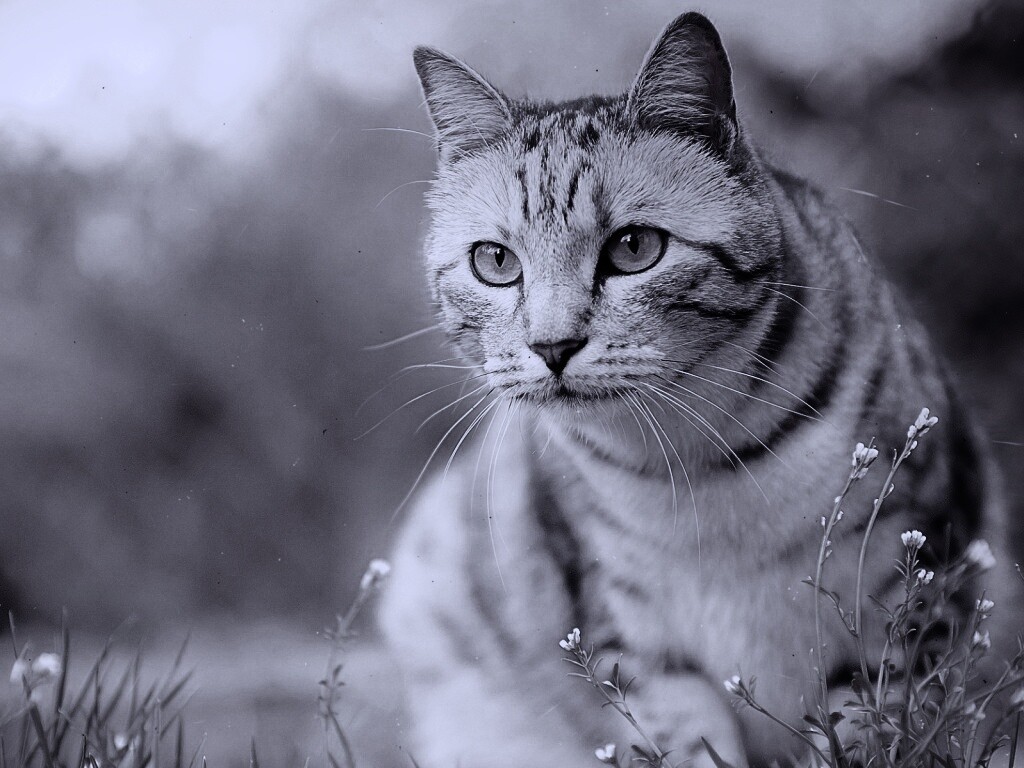 Кот в теплых тонах обои