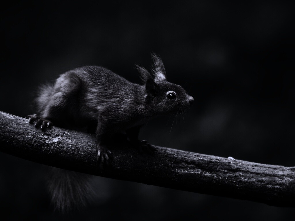 Белочка на ветке обои