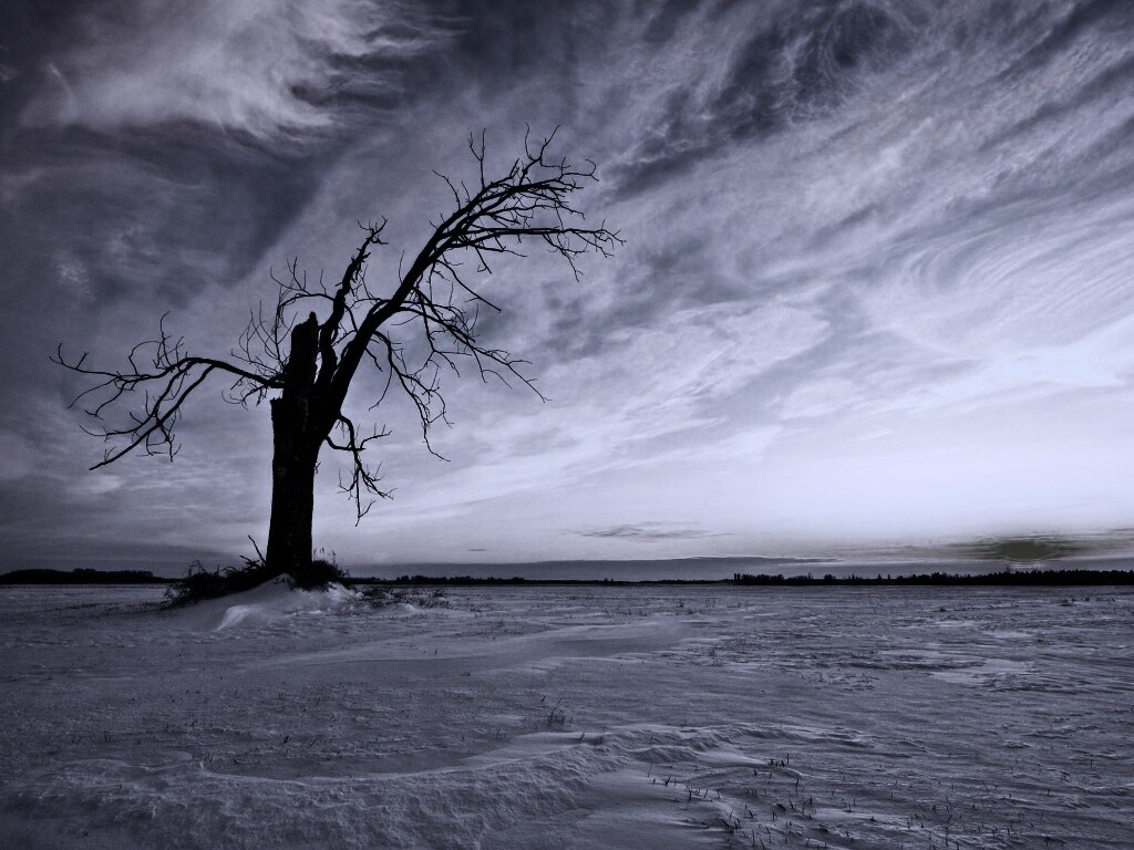 Сломанное дерево в снежной тундре обои