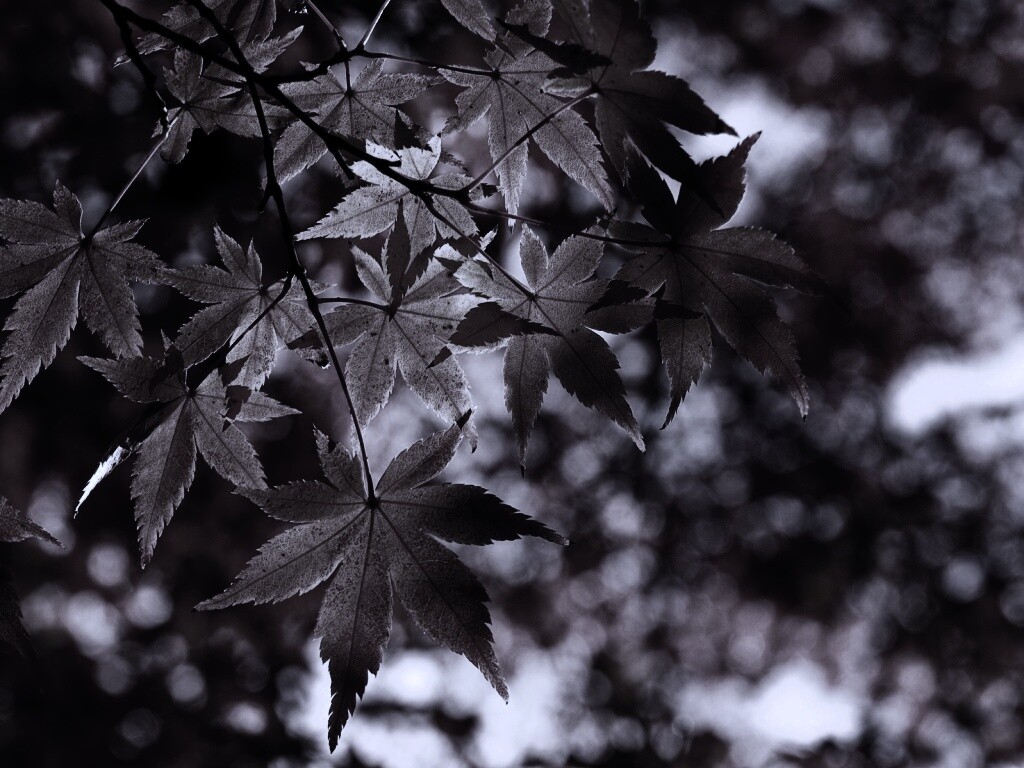 Осенние листья обои