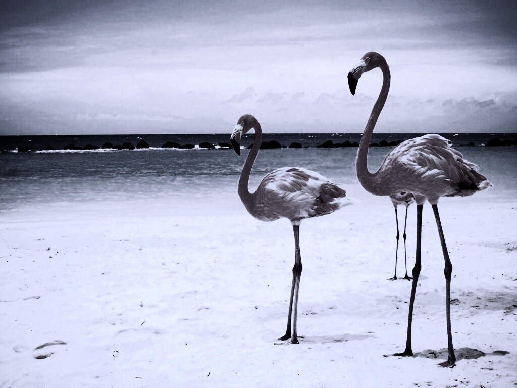 Розовые фламинго на пляже обои