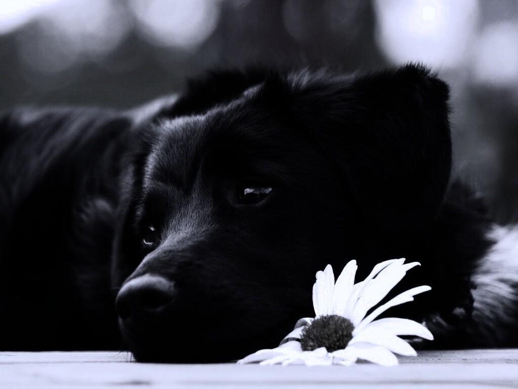 Собака с ромашкой обои