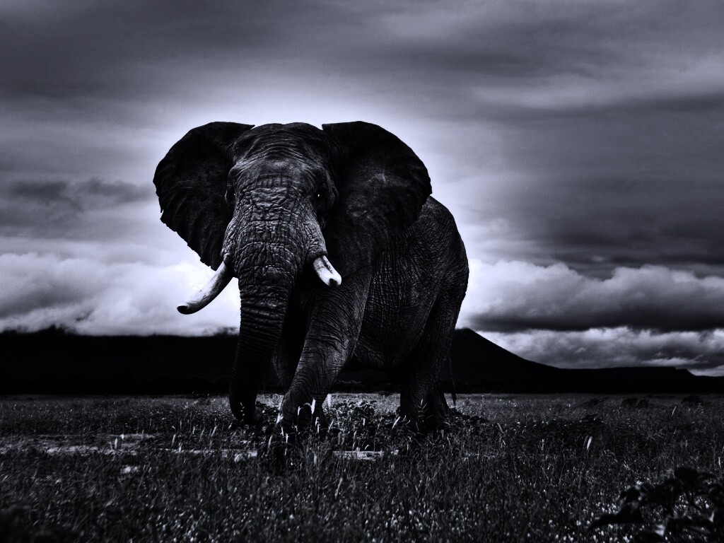 Слон на прогулке обои