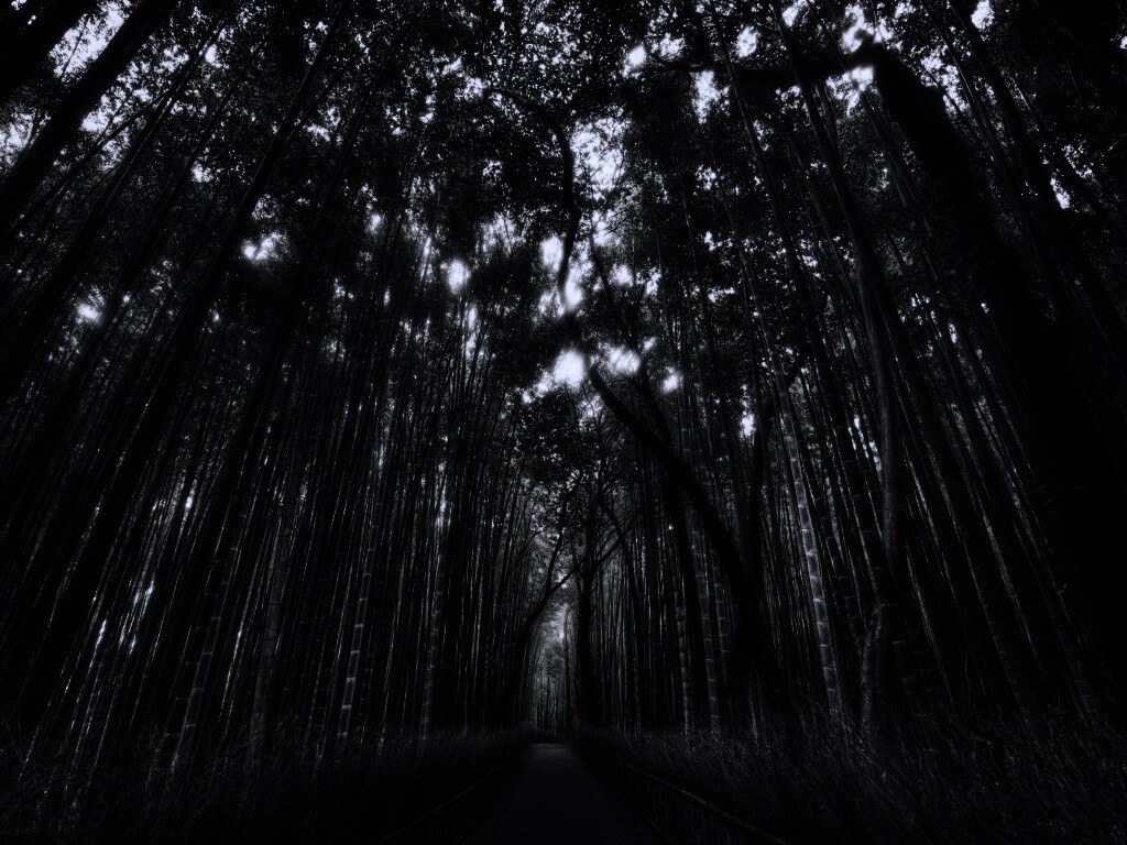 Дорога в тростниковых зарослях обои