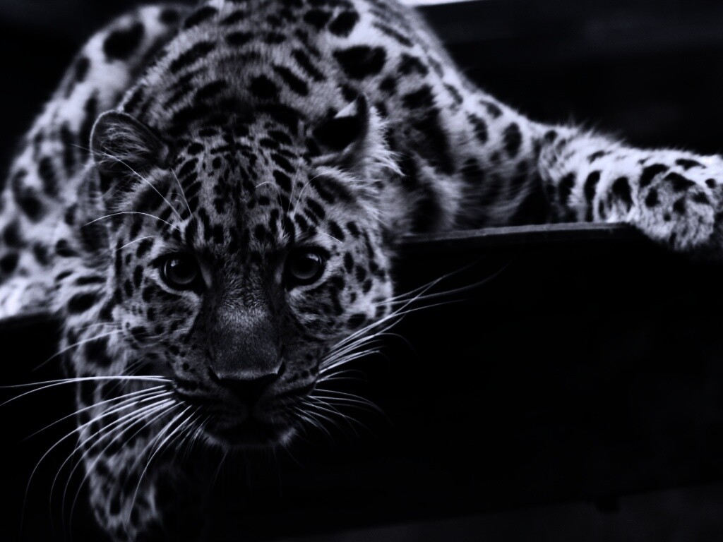 Леопард в зоопарке обои