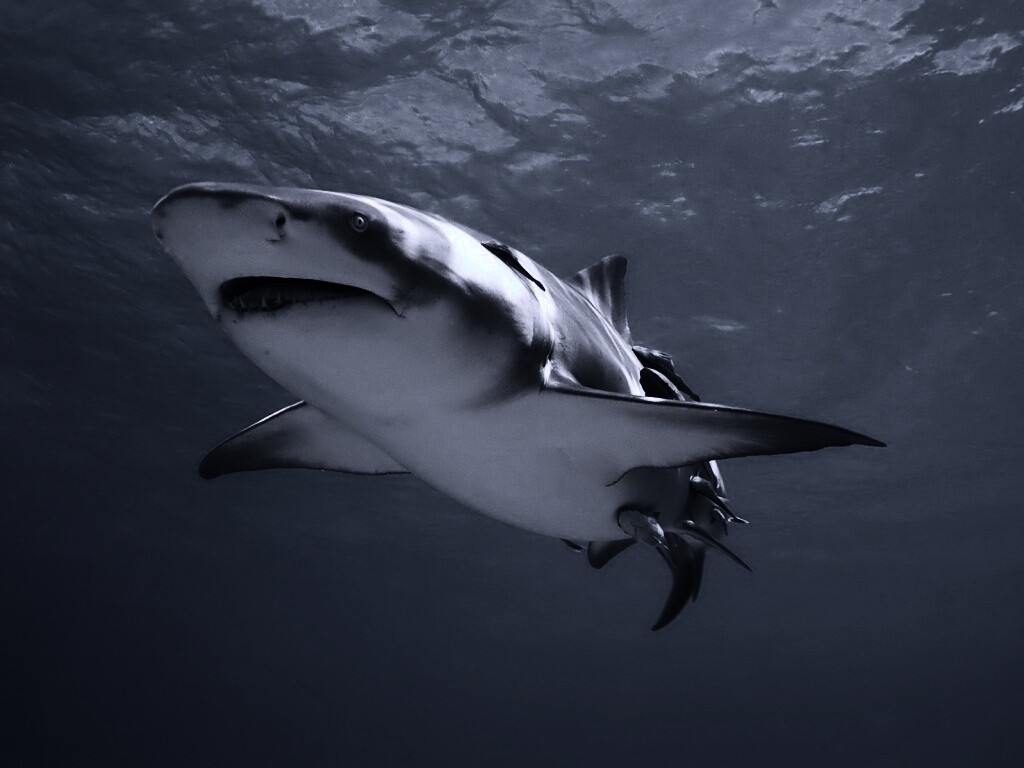 Красивая глубоководная акула обои