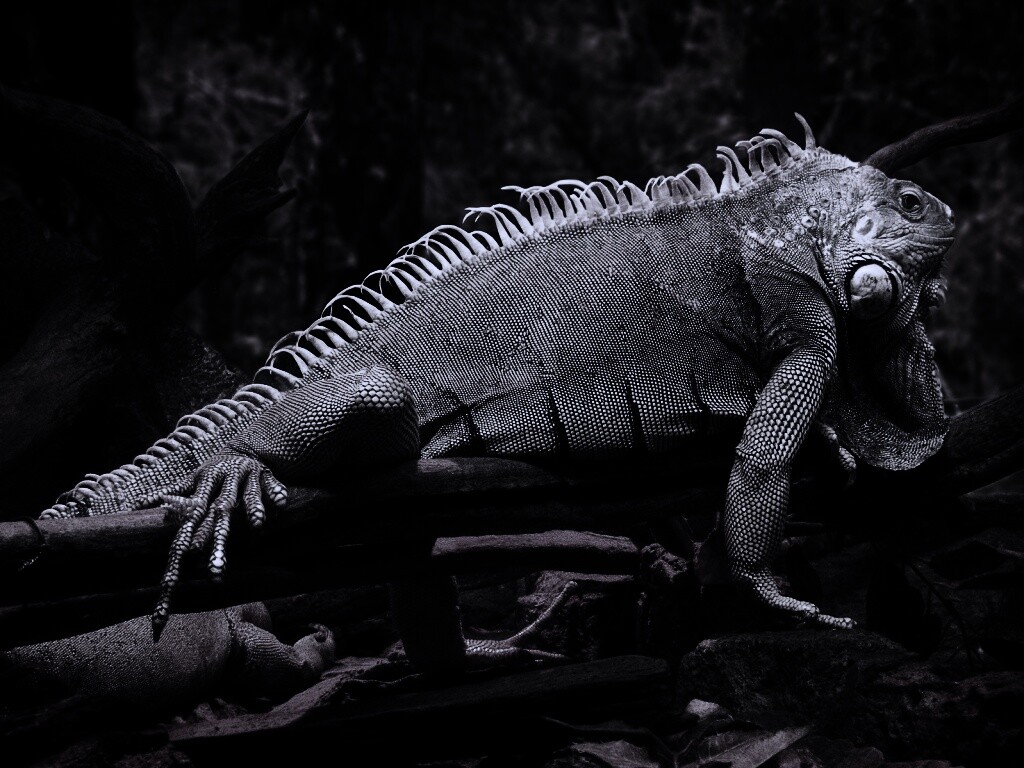 Большая игуана обои