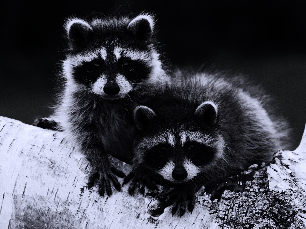 Полосатики обои