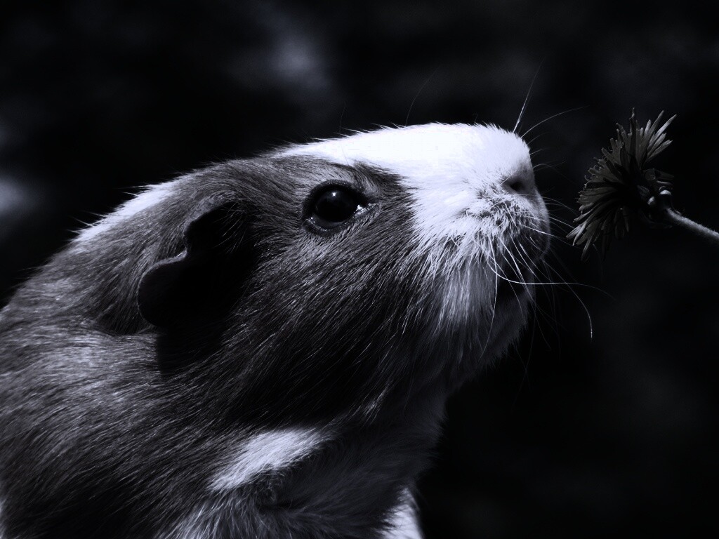 Морская свинка - романтик обои