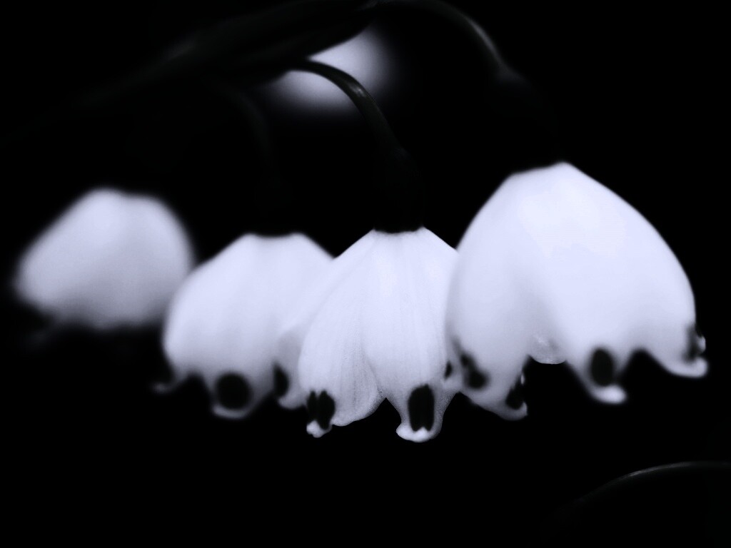 Белые ландыши обои