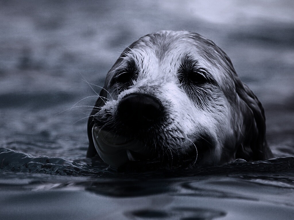 Пёс с игрушкой в зубах обои