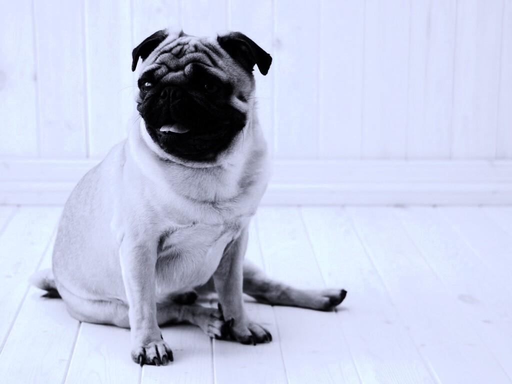 Симпатичный мопс на полу обои