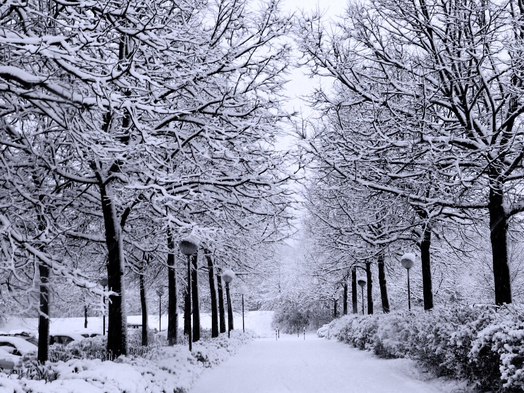 Заснеженная аллея обои