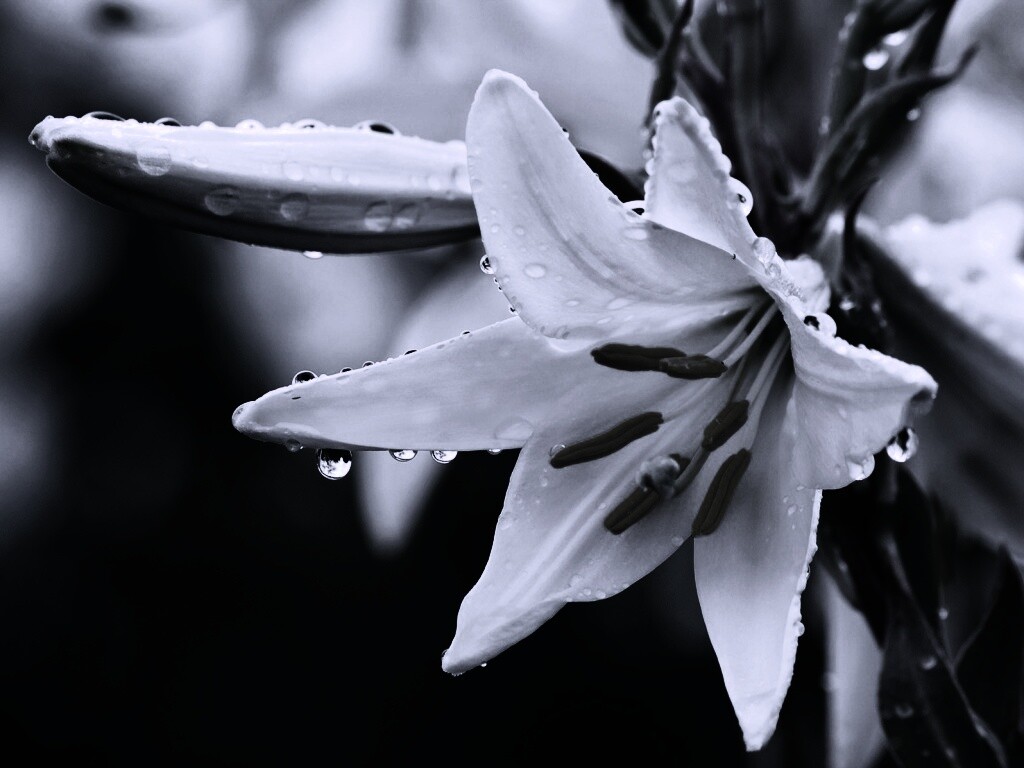 Белая лилия обои