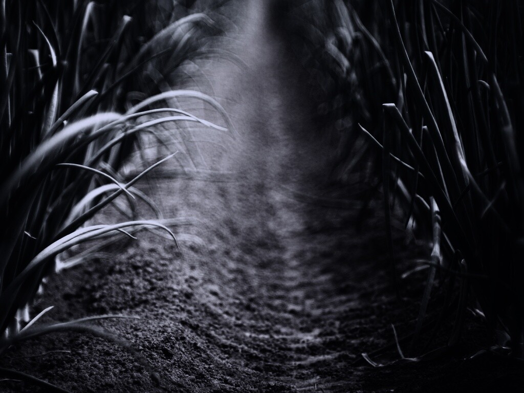 Тропинка в траве обои