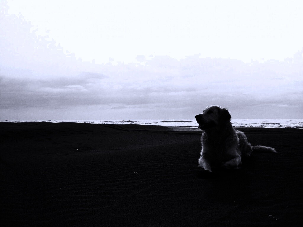 Красивая собака на оранжевом песке обои