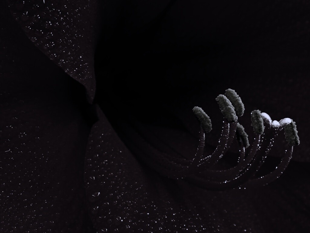 Красная манящая лилия обои