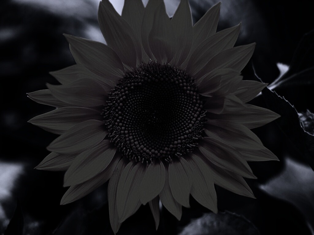 Подсолнух на поле обои