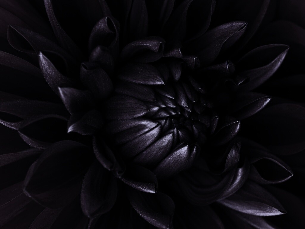 Цветок обои