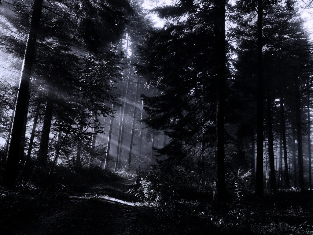 Тропа в лесу обои