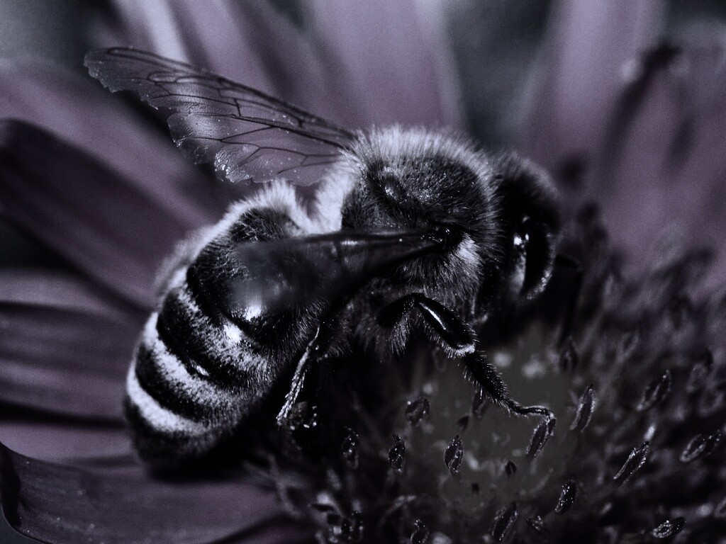 Пчела на цветке обои