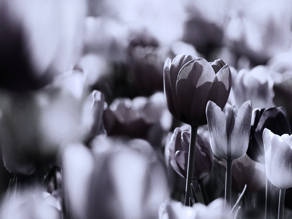 Красивые тюльпаны обои