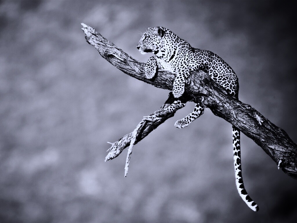 Ягуар на дереве обои