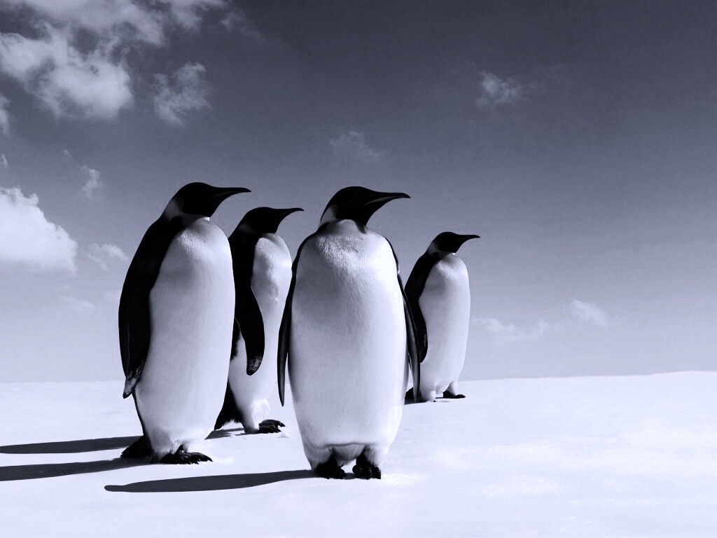 Пингвины обои