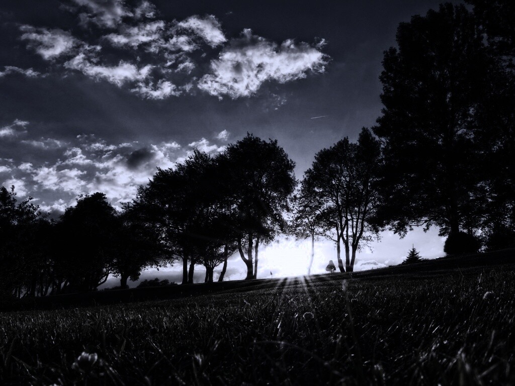 Лучи солнца на траве обои