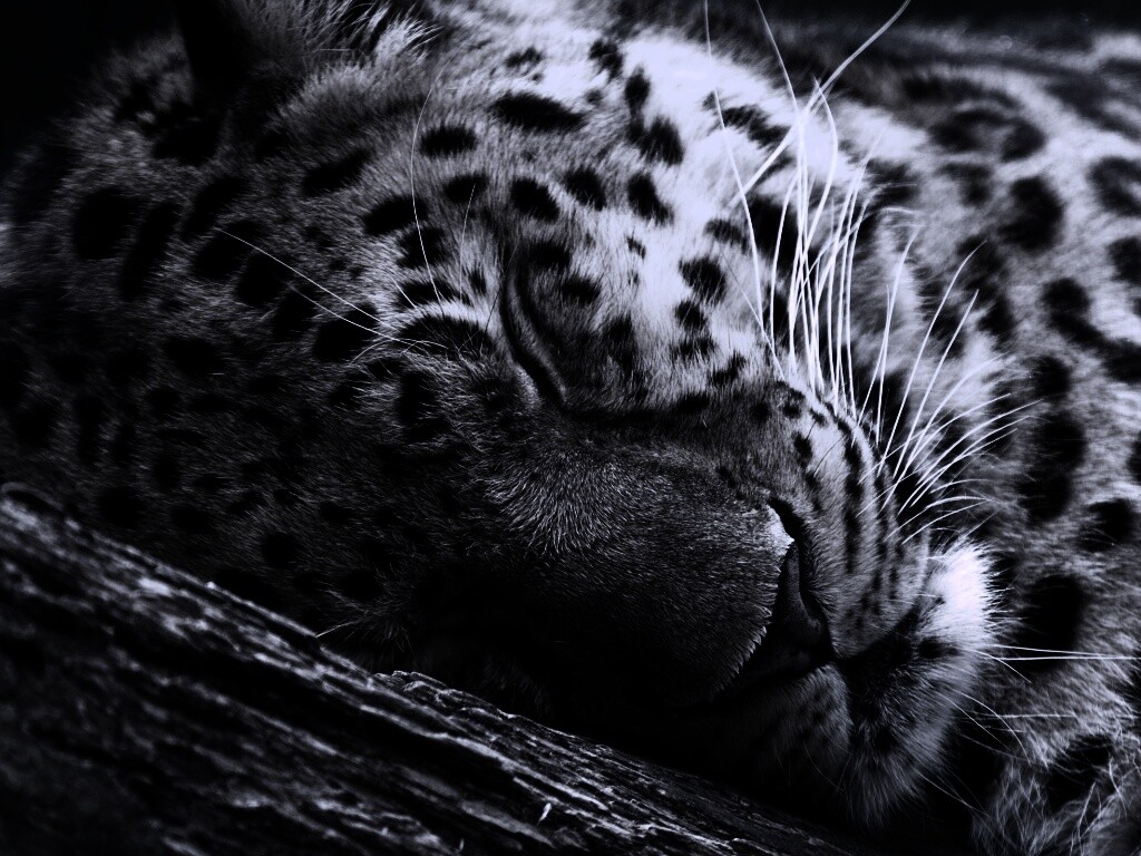 Спящий хищник обои