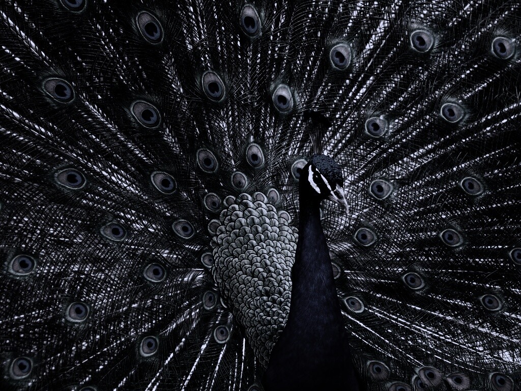 Красивый павлин обои