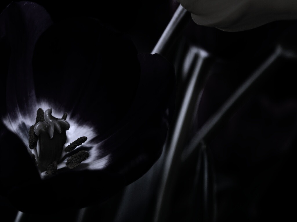 Фиолетовый цветочек обои