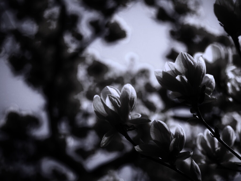 Желтые цветы распустились обои