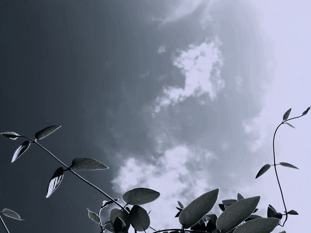 Зеленые ветви на фоне голубого неба обои