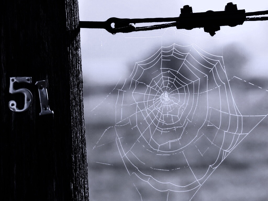 Паутина 51 обои