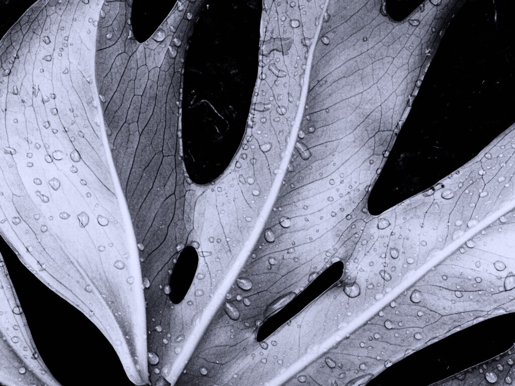 Белый лист обои