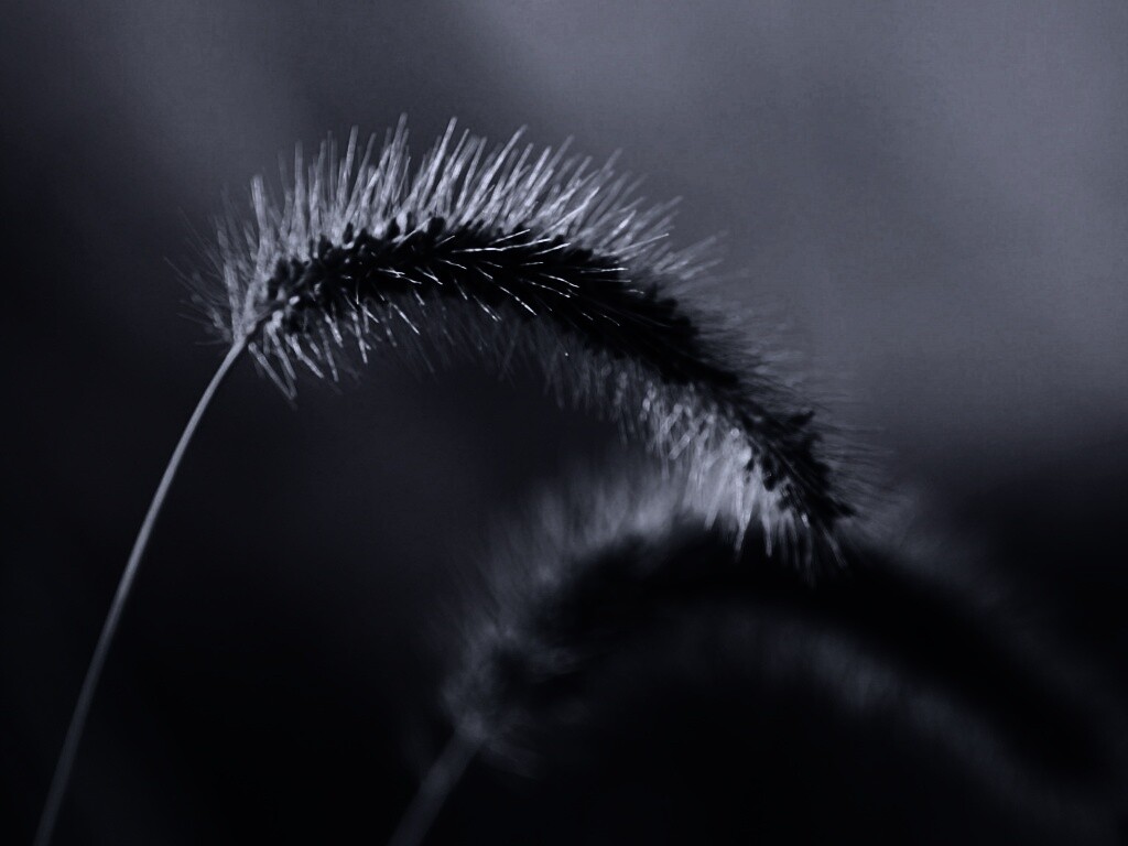 Травинка обои