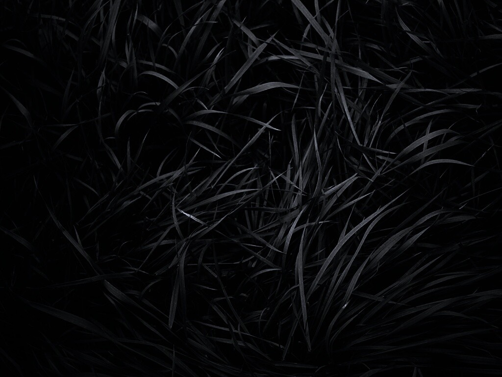 Блеклая трава обои